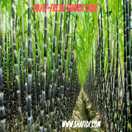 SBJEI-FRESH SUGAR CANE